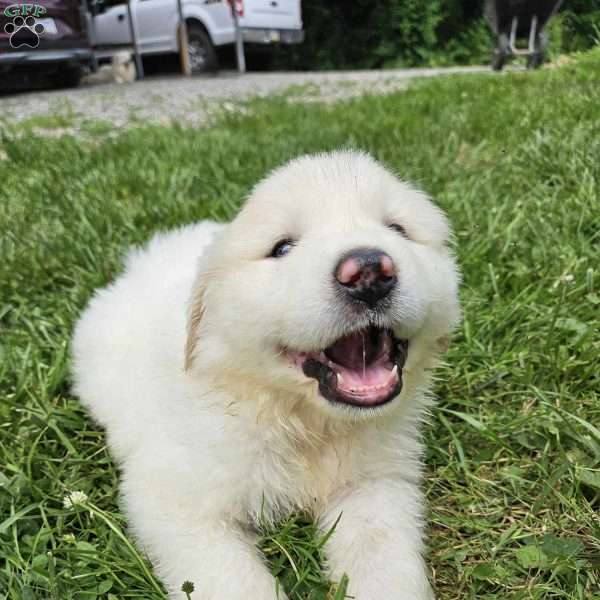 Laugh, Great Pyrenees Puppy